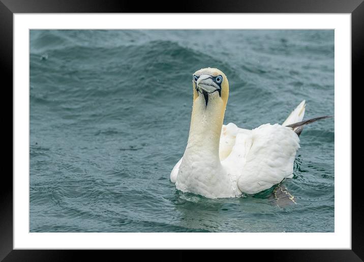 Gannet Framed Mounted Print by chris smith