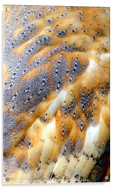 Barn Owl Feathers Acrylic by Hannah Morley