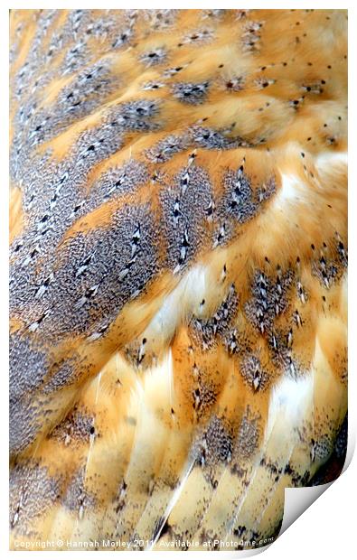 Barn Owl Feathers Print by Hannah Morley