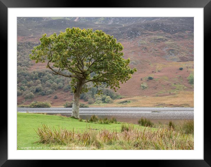 Lone tree at Crummock Water Framed Mounted Print by JUDI LION