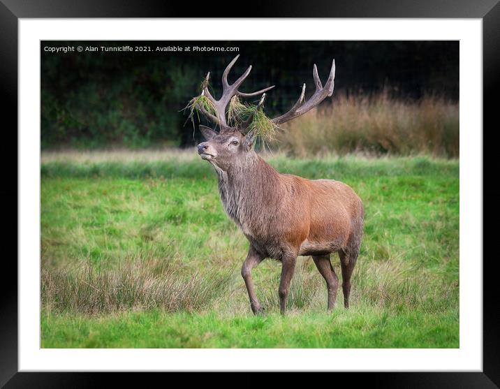 A red deer stag  Framed Mounted Print by Alan Tunnicliffe