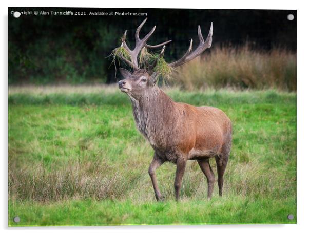 A red deer stag  Acrylic by Alan Tunnicliffe