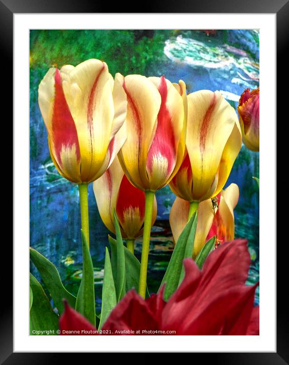Radiant Tulip Symphony Framed Mounted Print by Deanne Flouton