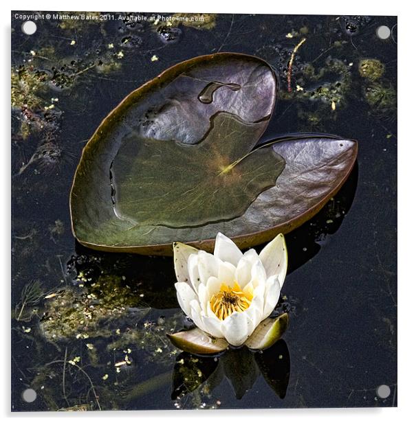Lily pad and Lotus Acrylic by Matthew Bates