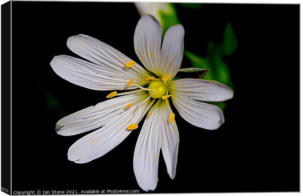 Greater Stitchwort. Canvas Print by Ian Stone