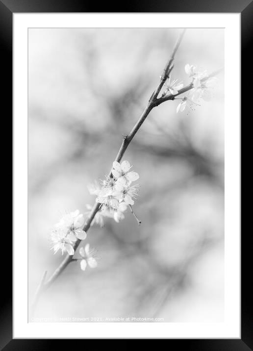 Blackthorn Flowers in Mono Framed Mounted Print by Heidi Stewart