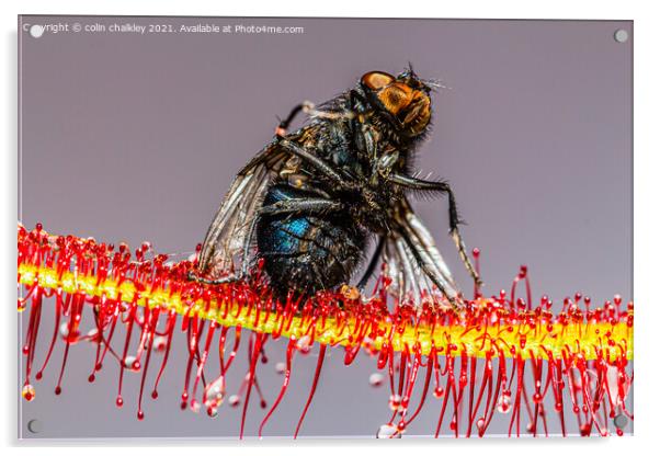  House Fly captured by a Cape Sundew Plant Acrylic by colin chalkley