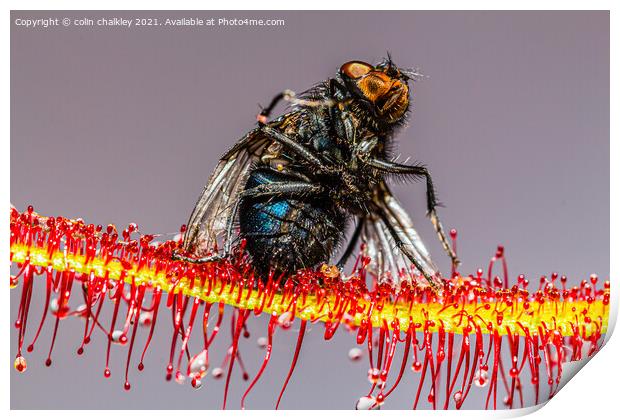  House Fly captured by a Cape Sundew Plant Print by colin chalkley