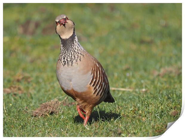 Partridge bird walking on grass Print by mark humpage