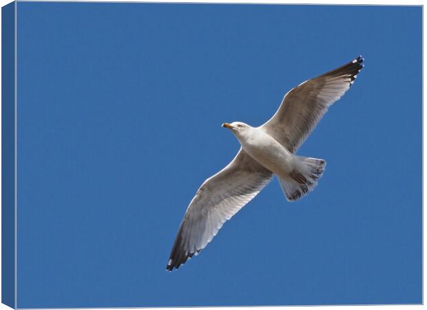 Seagull flying in blue sky Canvas Print by mark humpage