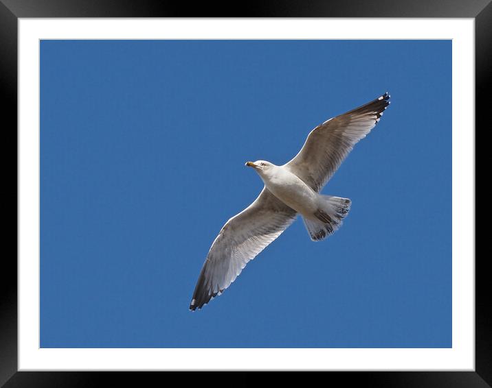 Seagull flying in blue sky Framed Mounted Print by mark humpage
