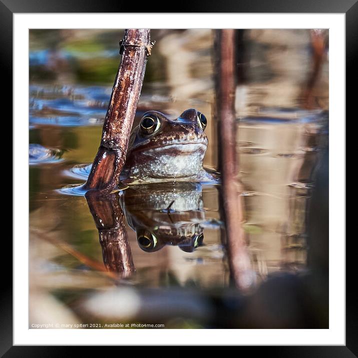 Beautiful garden frog between two stems of grass.. Framed Mounted Print by mary spiteri