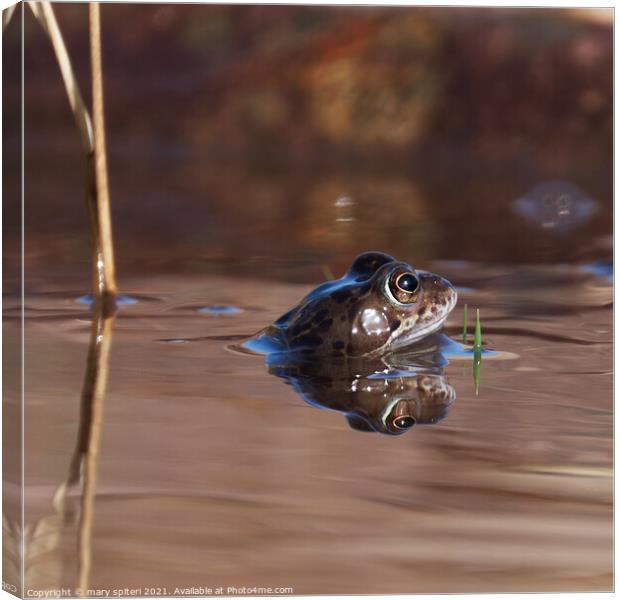 Portrait of a frog with its head peaking above the water, Canvas Print by mary spiteri