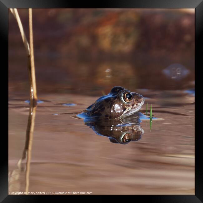 Portrait of a frog with its head peaking above the water, Framed Print by mary spiteri