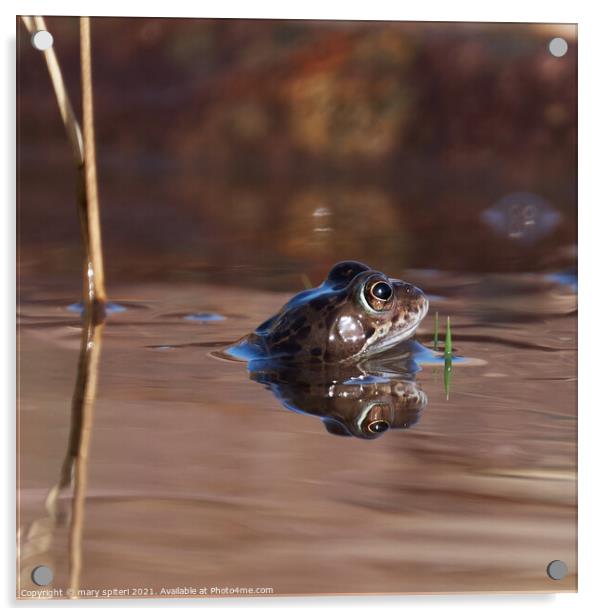 Portrait of a frog with its head peaking above the water, Acrylic by mary spiteri