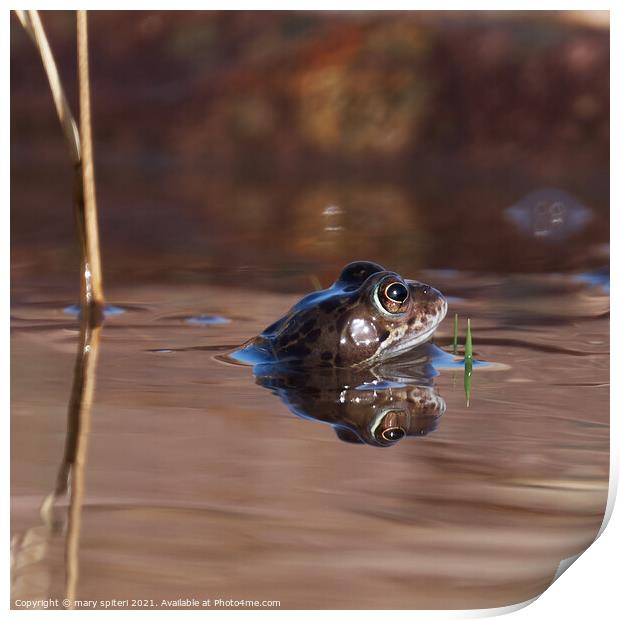 Portrait of a frog with its head peaking above the water, Print by mary spiteri