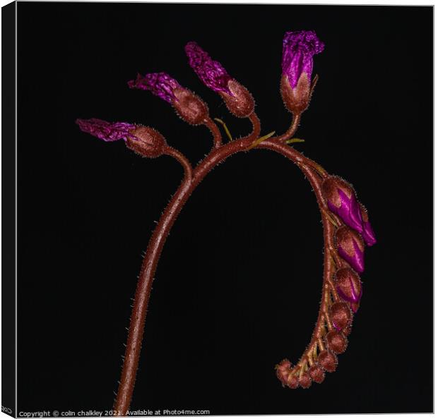 Cape Sundew Buds Canvas Print by colin chalkley