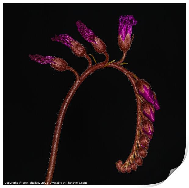 Cape Sundew Buds Print by colin chalkley