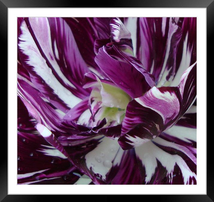 Painted tulip Framed Mounted Print by Donna-Marie Parsons