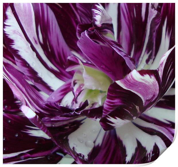 Painted tulip Print by Donna-Marie Parsons