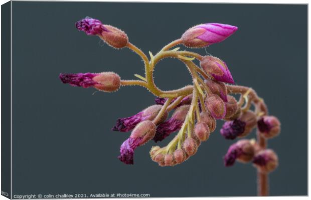 Cape Sundew Buds Canvas Print by colin chalkley