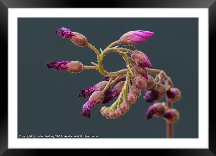 Cape Sundew Buds Framed Mounted Print by colin chalkley