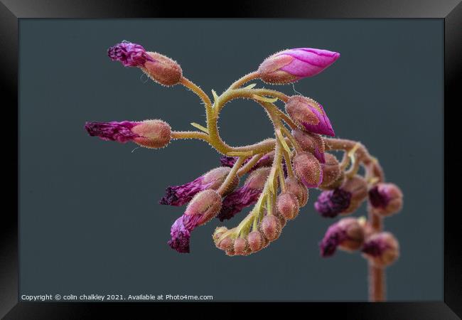 Cape Sundew Buds Framed Print by colin chalkley