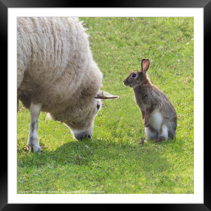 Sheep and rabbit pals Framed Mounted Print by Heather Sheldrick