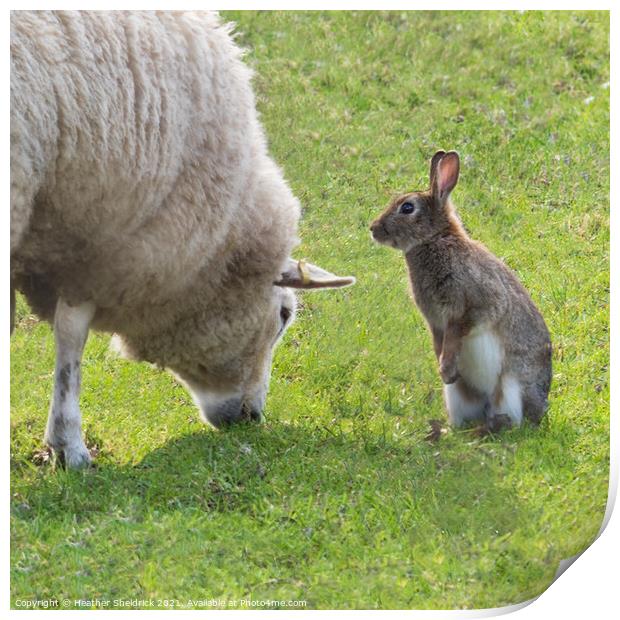 Sheep and rabbit pals Print by Heather Sheldrick