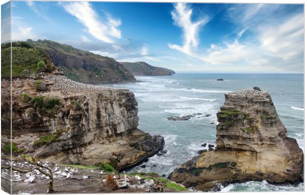 Jagged coastline of New Zealand with ocean and bir Canvas Print by Thomas Baker