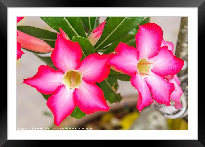 Pink Adenium flowers Framed Mounted Print by Kevin Hellon