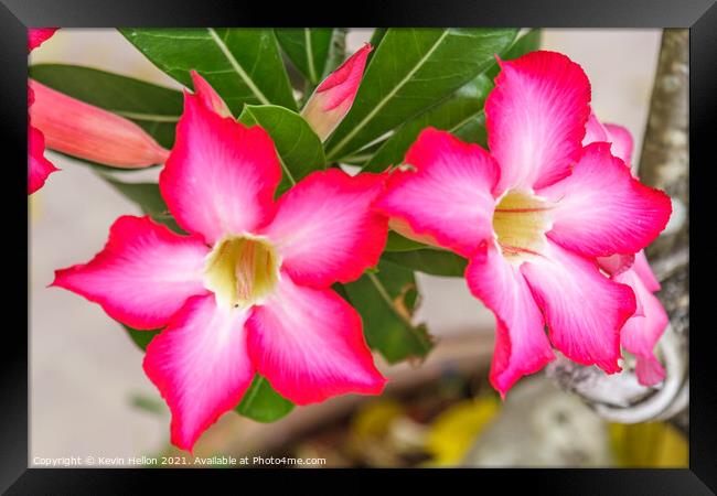 Pink Adenium flowers Framed Print by Kevin Hellon