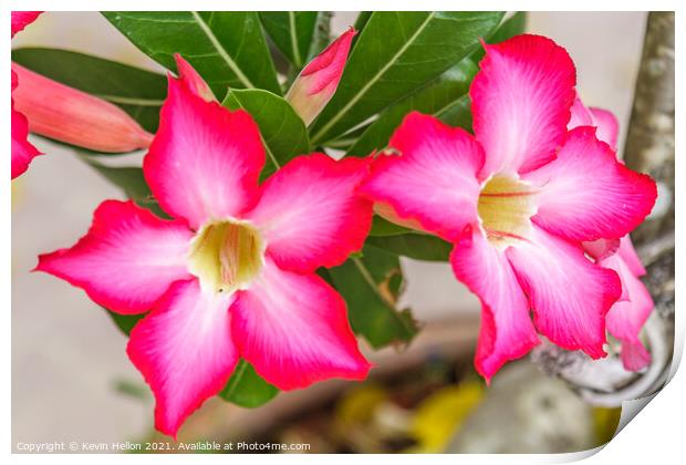 Pink Adenium flowers Print by Kevin Hellon