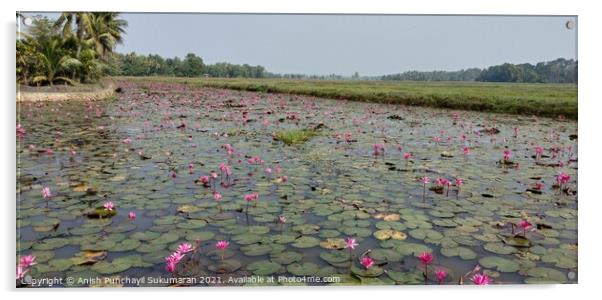full of water lilies in a river in Kerala  Acrylic by Anish Punchayil Sukumaran