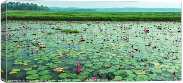 water lilies in a river Canvas Print by Anish Punchayil Sukumaran