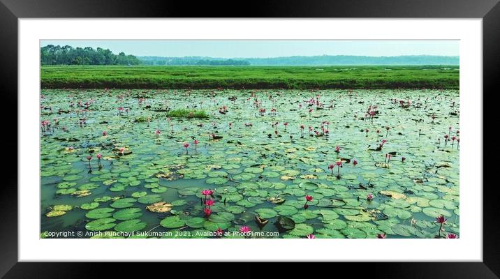water lilies in a river Framed Mounted Print by Anish Punchayil Sukumaran