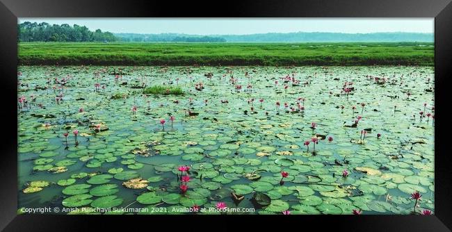 water lilies in a river Framed Print by Anish Punchayil Sukumaran