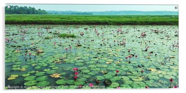 water lilies in a river Acrylic by Anish Punchayil Sukumaran