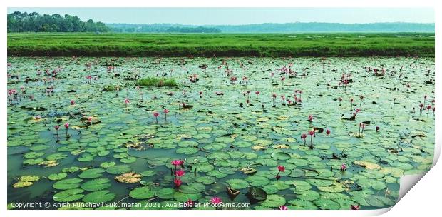 water lilies in a river Print by Anish Punchayil Sukumaran