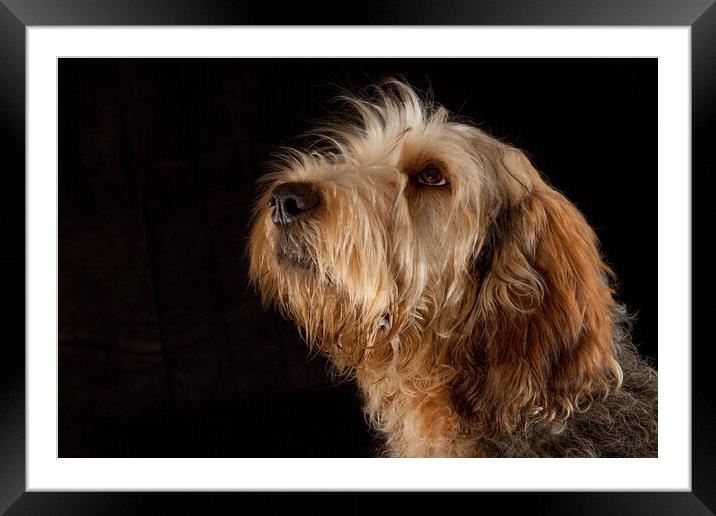 Portrait of an Otterhound Framed Mounted Print by Bill Allsopp