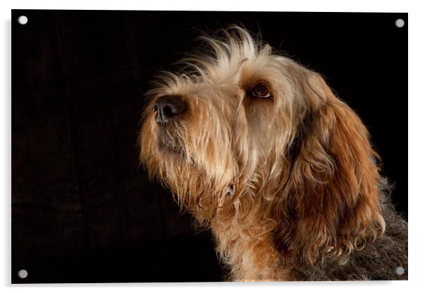 Portrait of an Otterhound Acrylic by Bill Allsopp