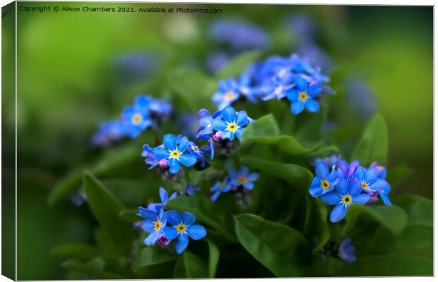 Forget-me-Nots Canvas Print by Alison Chambers