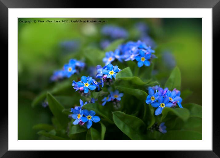 Forget-me-Nots Framed Mounted Print by Alison Chambers