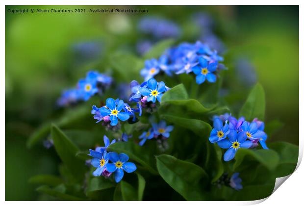 Forget-me-Nots Print by Alison Chambers