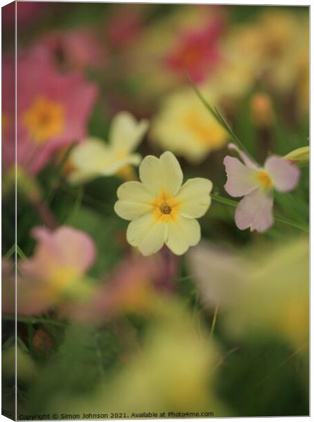primrose  flower Canvas Print by Simon Johnson
