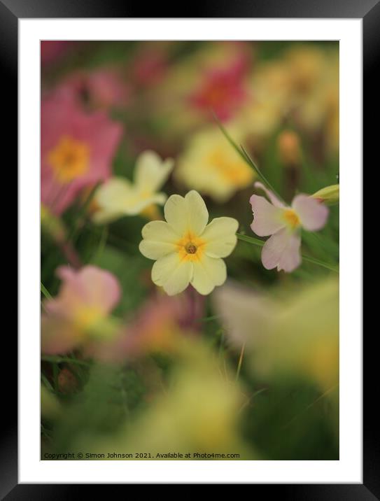 primrose  flower Framed Mounted Print by Simon Johnson