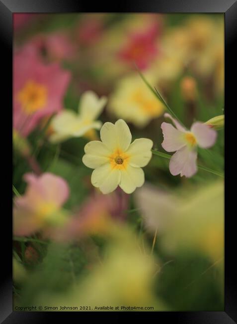 primrose  flower Framed Print by Simon Johnson