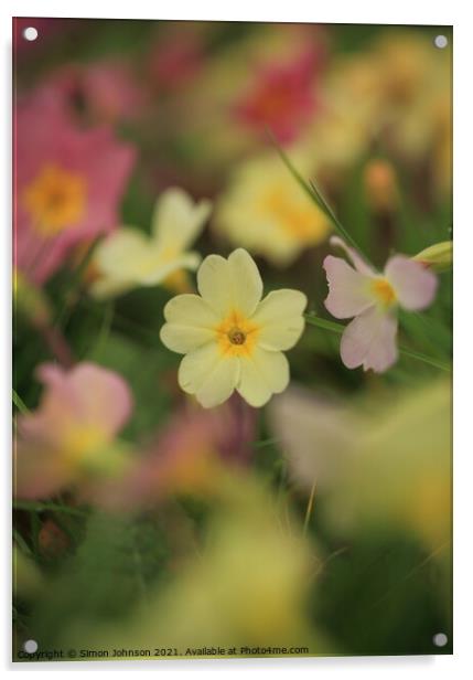primrose  flower Acrylic by Simon Johnson