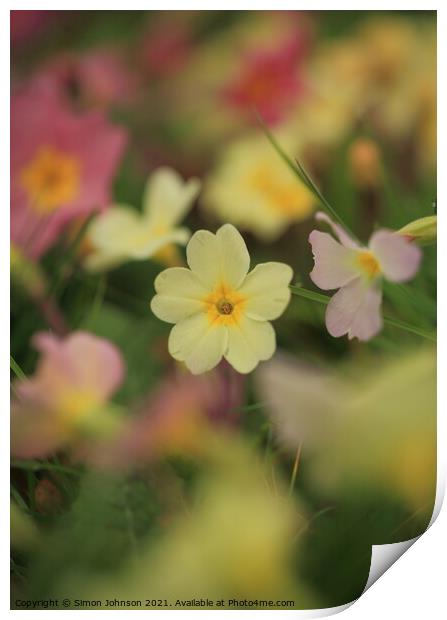 primrose  flower Print by Simon Johnson