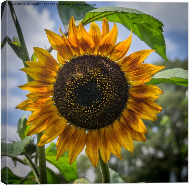 SunFlower Canvas Print by Jo Sowden